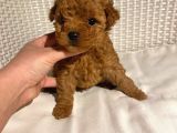 Kusursuz Toy Poodle Yavruları