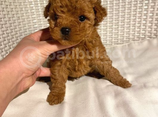 Kusursuz Toy Poodle Yavruları görsel
