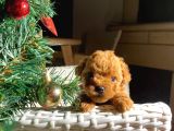 Kusursuz Toy Poodle Yavruları