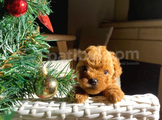 Kusursuz Toy Poodle Yavruları görsel