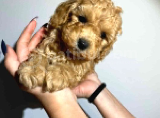 Safkan Orji̇nal Toy Poodle Yavrularimiz görsel