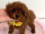 Teacup 2 Kg Garanti̇si̇ Altinda Kirmizi Red Tooy Poodle