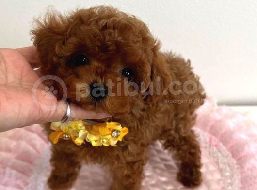 Teacup 2 Kg Garanti̇si̇ Altinda Kirmizi Red Tooy Poodle görsel