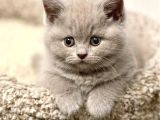 Masum Bebek Lilac British Shorthair