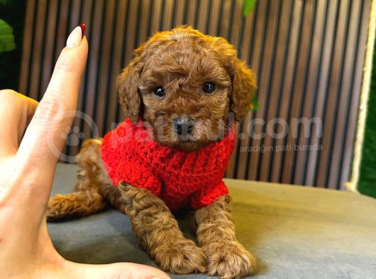 DİŞİ TOY POODLE