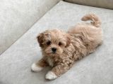 Bebek Suratli Malti̇poo Yavrulari