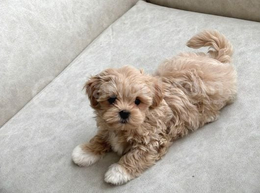 Bebek Suratli Malti̇poo Yavrulari görsel