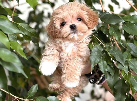 Bebek Suratli Malti̇poo Yavrulari