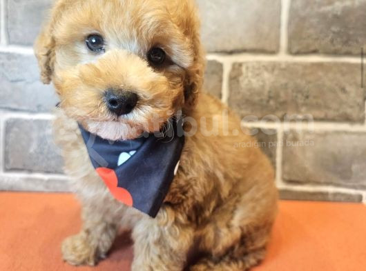 Masum Suratli Malti̇poo Yavrulari
