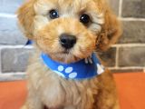 Masum Suratli Malti̇poo Yavrulari