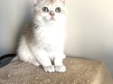 ORJİNAL BRITISH GOLDEN SHORTHAİR AY12 eRKEK YAVRULARIMIZ