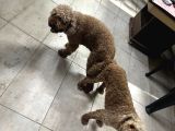 Poodle Uygun Veri̇lecek