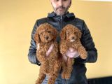 Show Kali̇te Malti̇po Yavrular Ankara Mağazamizda Canli Görün