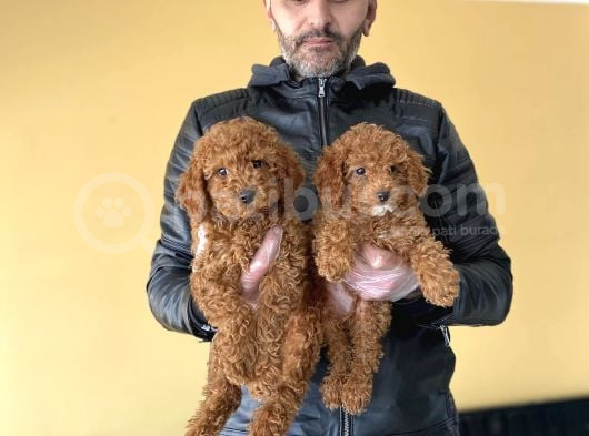 Show Kali̇te Malti̇po Yavrular Ankara Mağazamizda Canli Görün görsel