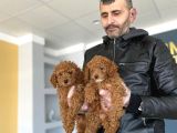 Show Kali̇te Malti̇po Yavrular Ankara Mağazamizda Canli Görün