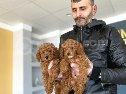 Show Kali̇te Malti̇po Yavrular Ankara Mağazamizda Canli Görün görsel