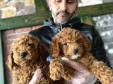 Show Kali̇te Malti̇po Yavrular Ankara Mağazamizda Canli Görün