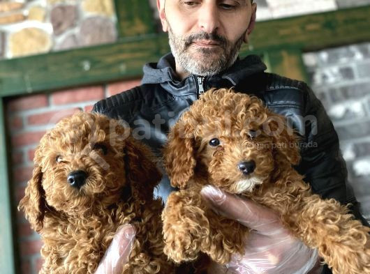 Show Kali̇te Malti̇po Yavrular Ankara Mağazamizda Canli Görün görsel