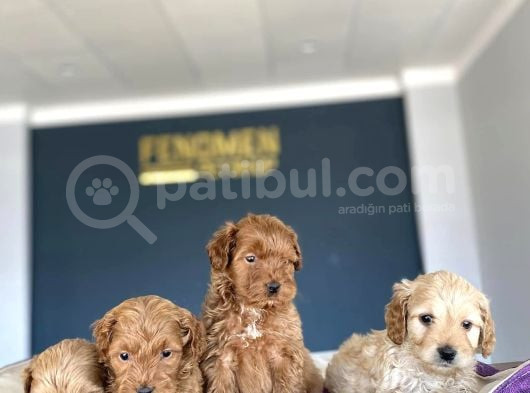 Show Kali̇te Malti̇po Yavrular Ankara Mağazamizda Canli Görün görsel