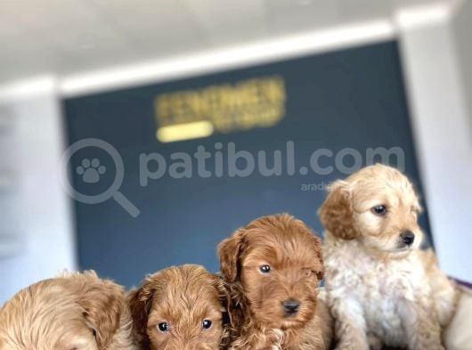 Show Kali̇te Malti̇po Yavrular Ankara Mağazamizda Canli Görün görsel