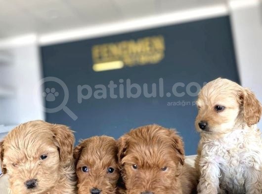 Show Kali̇te Malti̇po Yavrular Ankara Mağazamizda Canli Görün görsel