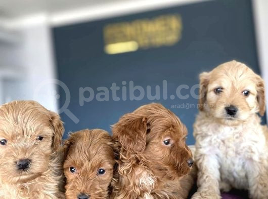 Show Kali̇te Malti̇po Yavrular Ankara Mağazamizda Canli Görün görsel