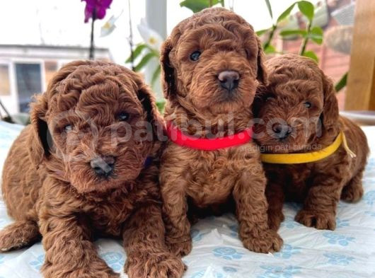 Anatomi̇ Hari̇kasi Toy Poodle Bebekleri̇m
