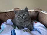 Ayı Suratlı Blue Brıtısh Shorthair Bebegim