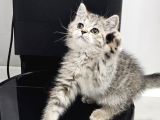 Aile Sıcaklığnda Büyüyen  Scottish Fold British Yvrlr