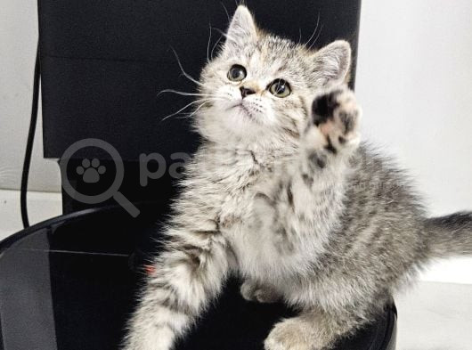 Aile Sıcaklığnda Büyüyen  Scottish Fold British Yvrlr görsel