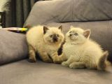 Aile Sıcaklığnda Büyüyen  Scottish Fold British Yvrlr