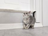 Aile Sıcaklığnda Büyüyen  Scottish Fold British Yvrlr