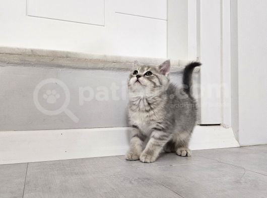 Aile Sıcaklığnda Büyüyen  Scottish Fold British Yvrlr görsel