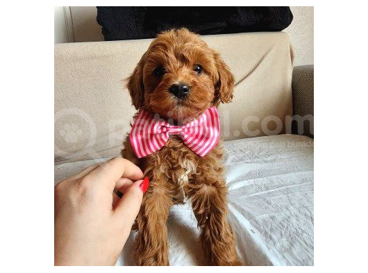 Malti̇poo Yavrumuz