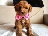Malti̇poo Yavrumuz