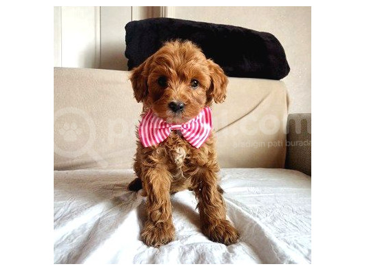 Malti̇poo Yavrumuz görsel
