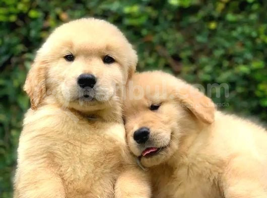 Safkan Macar Golden Retriever görsel