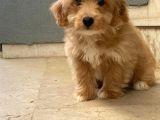 Maltipoo Bebekler