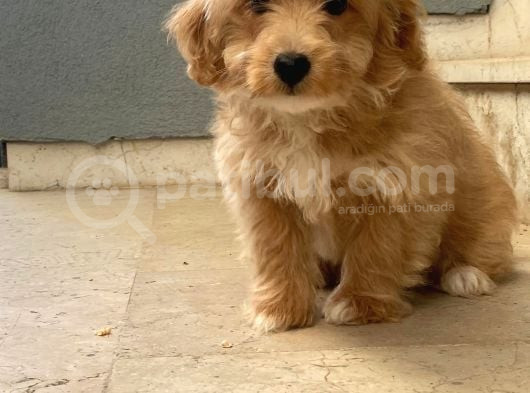 Maltipoo Bebekler görsel