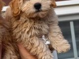 Maltipoo Bebekler
