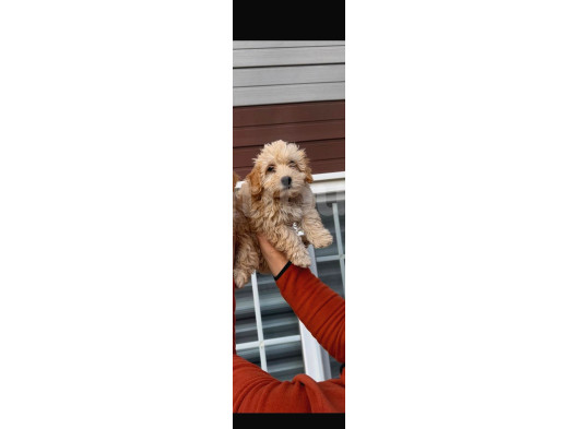 Maltipoo Bebekler görsel