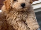 Maltipoo bebekler