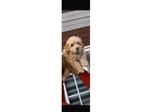 Maltipoo Bebekler