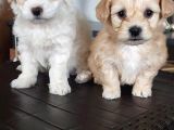 Maltipoo Bebekler