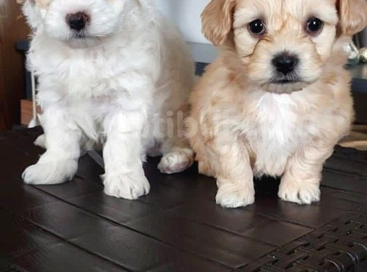 Maltipoo Bebekler görsel