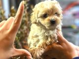 Maltipoo Bebekler