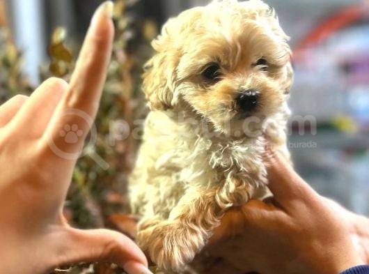 Maltipoo Bebekler görsel