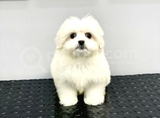 Orji̇nal Teacup Kore Maltese Di̇şi̇ görsel