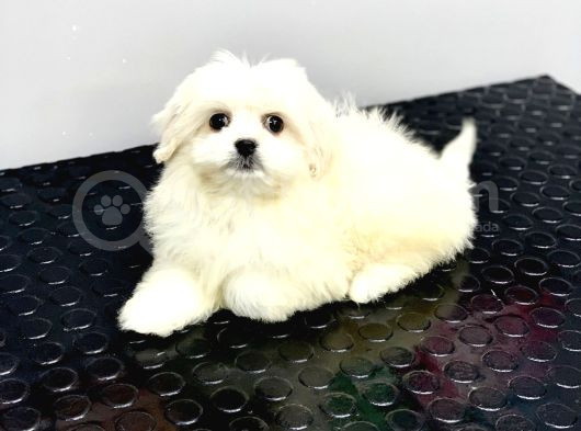 Orji̇nal Teacup Kore Maltese Di̇şi̇ görsel