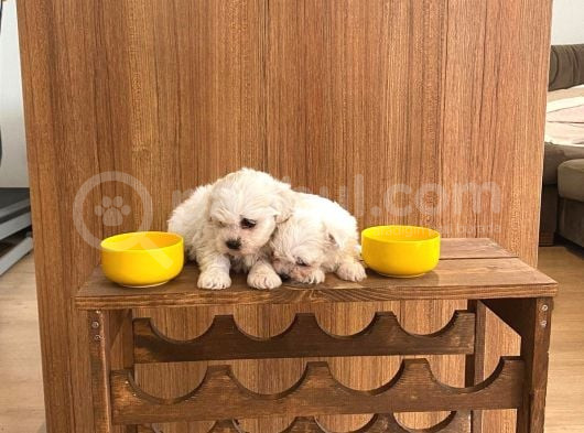 Ev Doğumu Maltese Bebegimiz